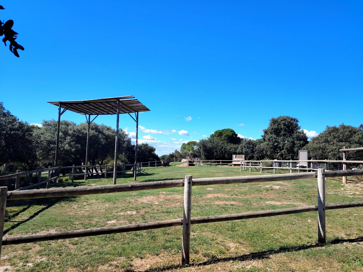 Kordofan Giraffe Exhibit