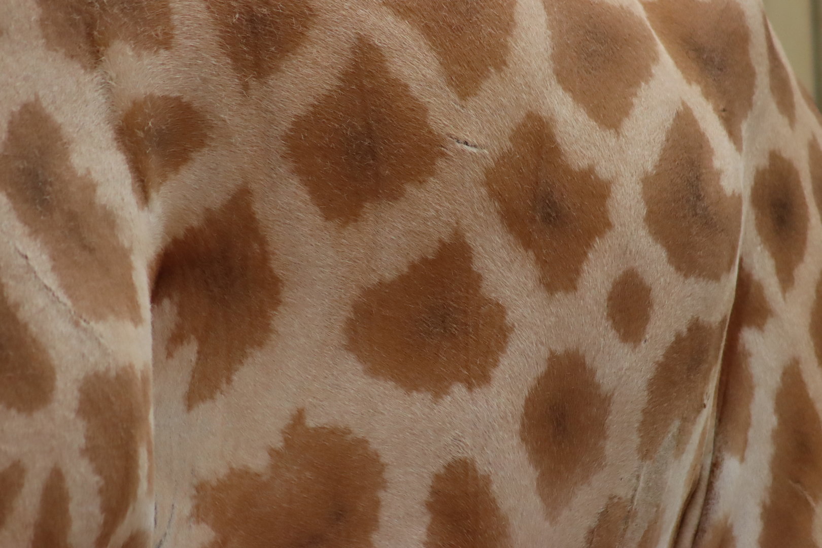 Kordofan Giraffe Fur