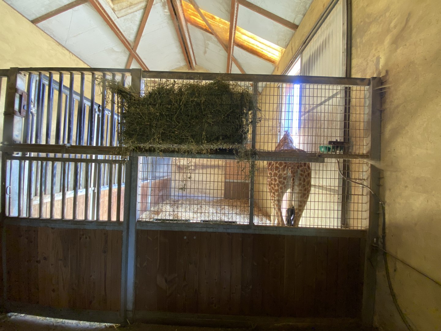 Kordofan giraffe (Giraffa antiquorum) indoor