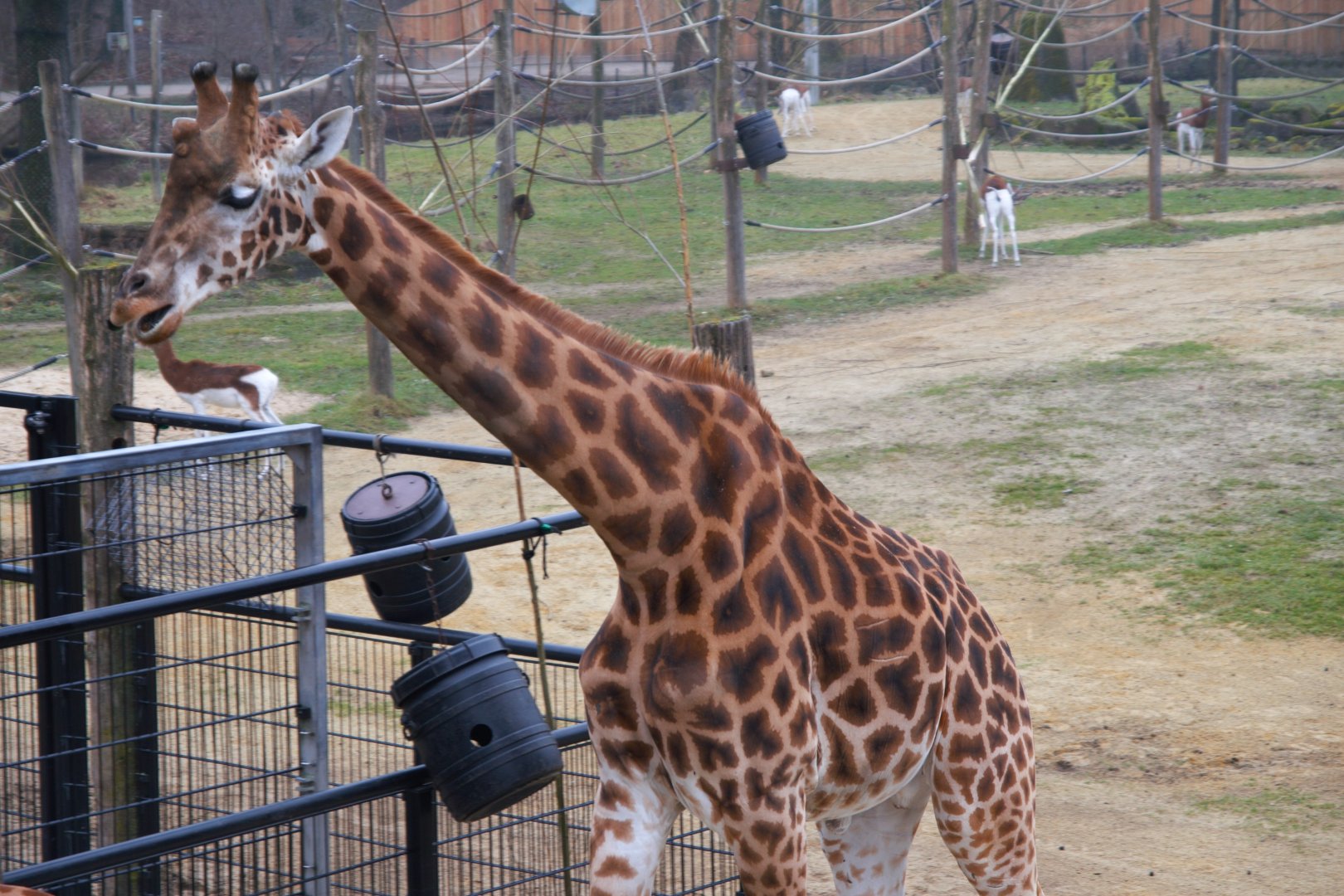 Kordofan Giraffe (Giraffa antiquorum)