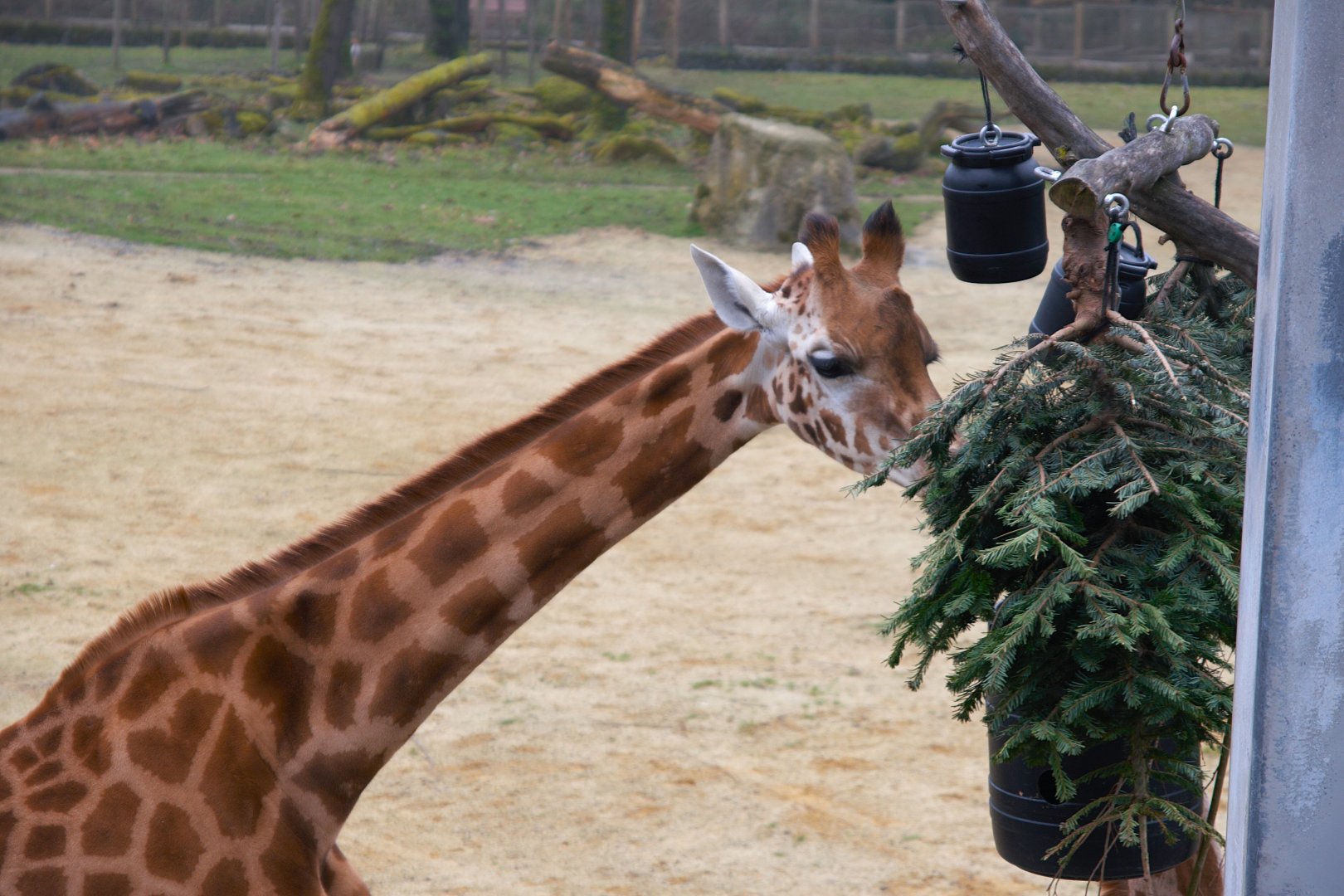 Kordofan Giraffe (Giraffa antiquorum)