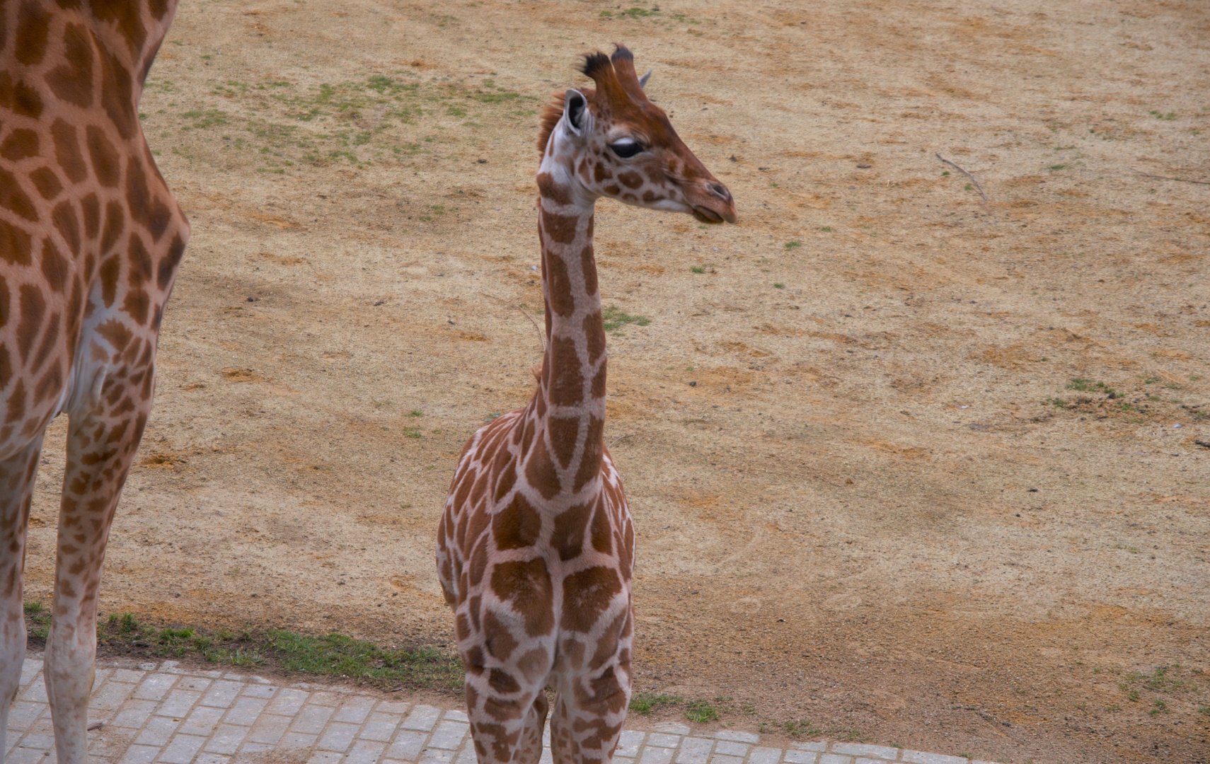 Kordofan Giraffe (Giraffa antiquorum)