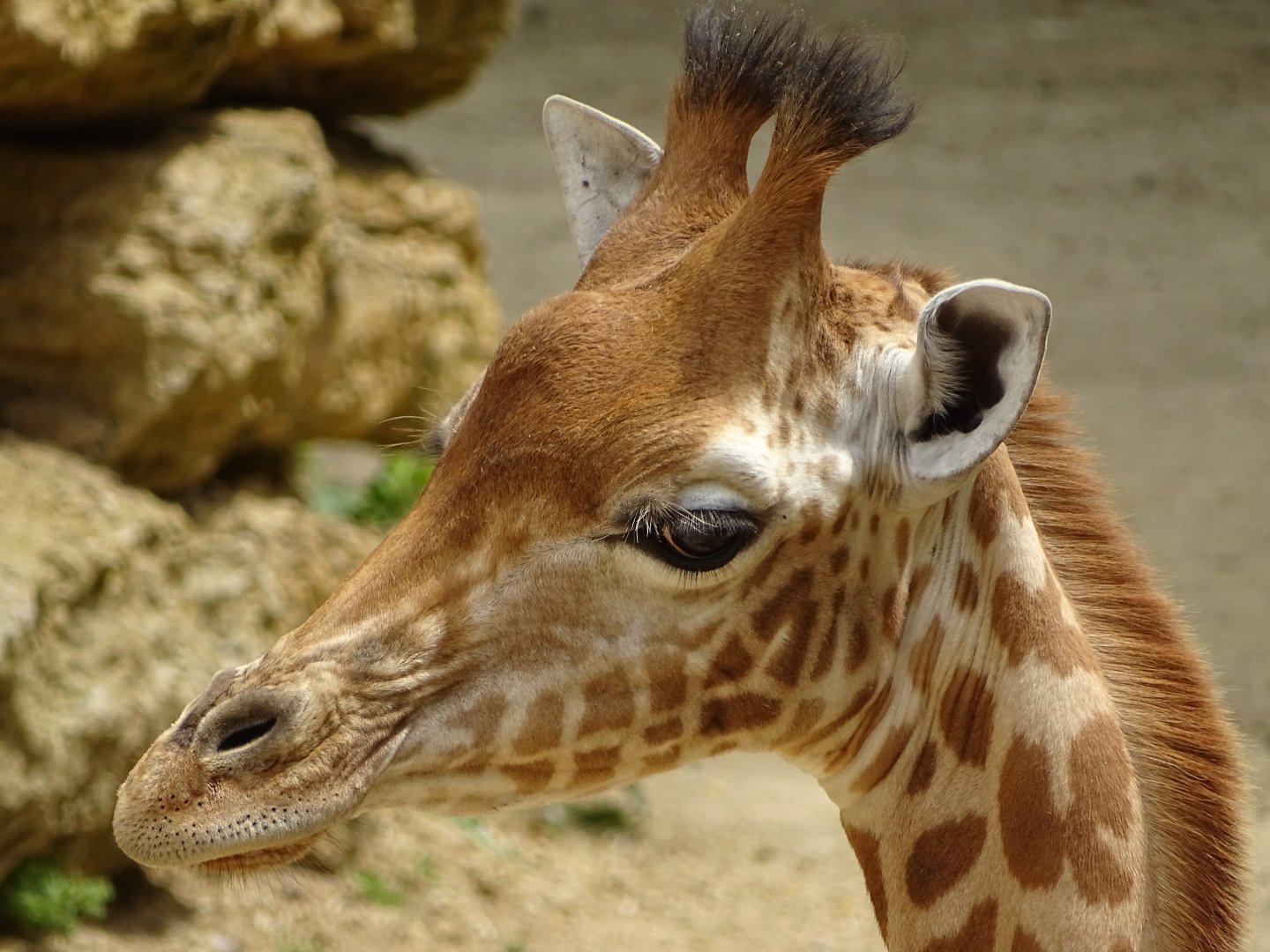 Kordofan giraffe (Giraffa antiquorum)