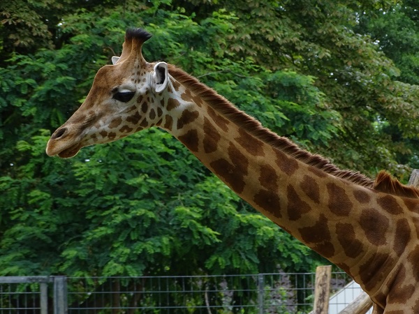 Kordofan giraffe (Giraffa camelopardalis antiquorum) (07/22)