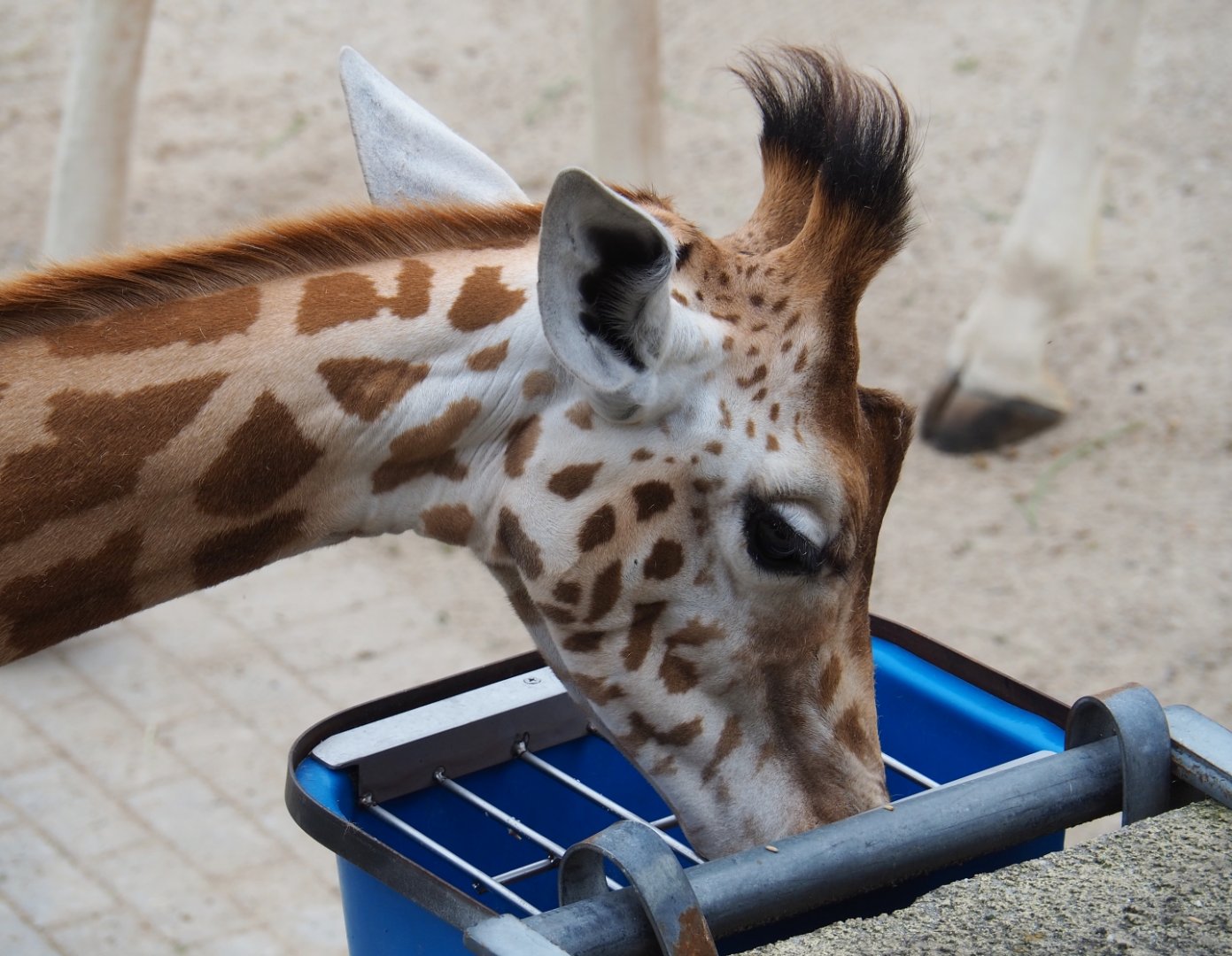 Kordofan giraffe (Giraffa camelopardalis antiquorum), 2019-06-26