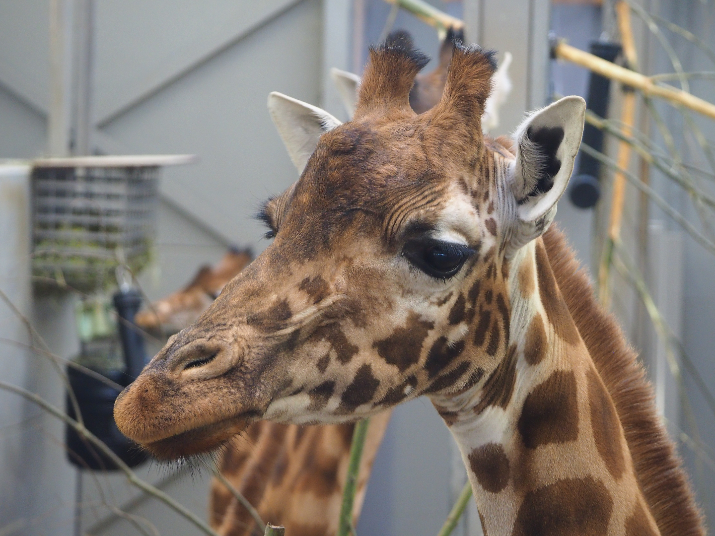 Kordofan giraffe (Giraffa camelopardalis antiquorum), 2019-12-28