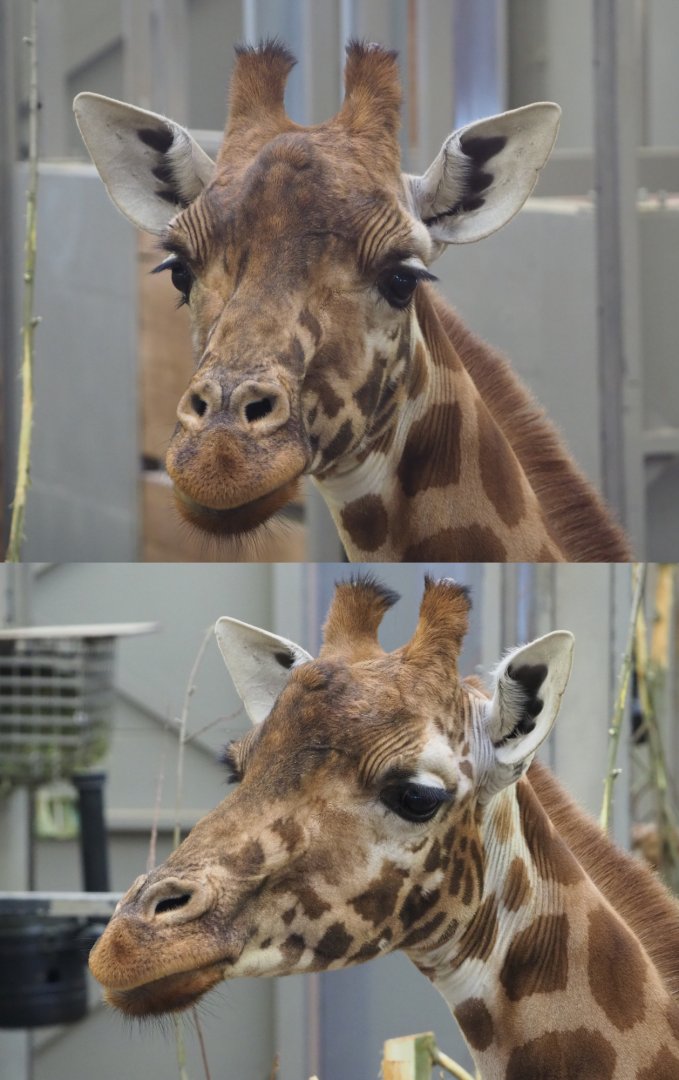 Kordofan giraffe (Giraffa camelopardalis antiquorum), 2020-01-11