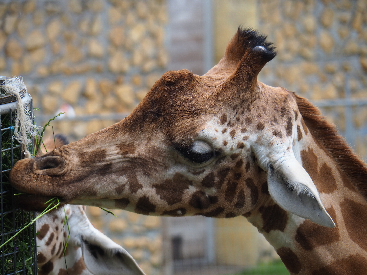 Kordofan giraffe (Giraffa camelopardalis antiquorum), 2020-07-14