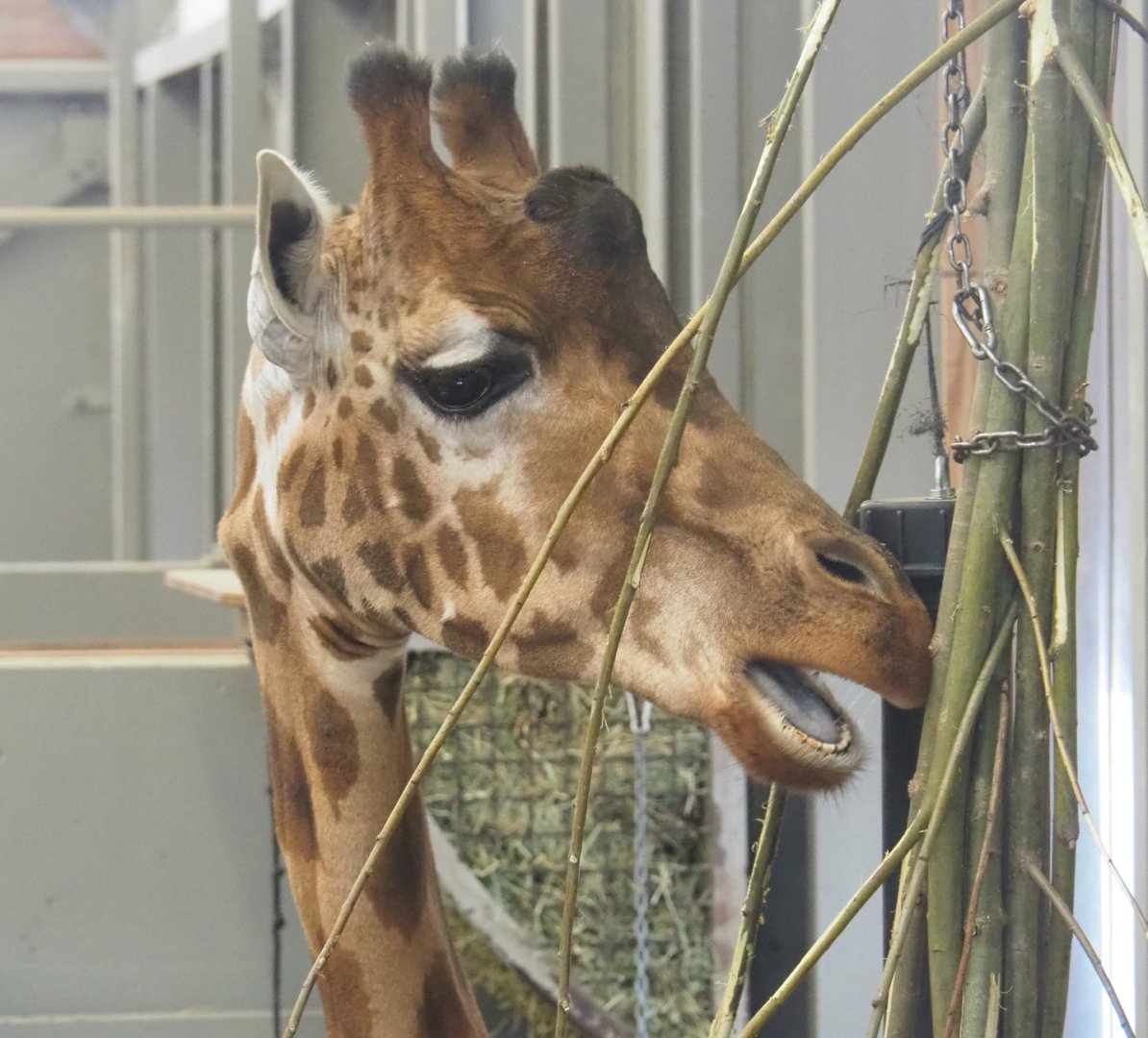 Kordofan giraffe (Giraffa camelopardalis antiquorum), 2021-02-14