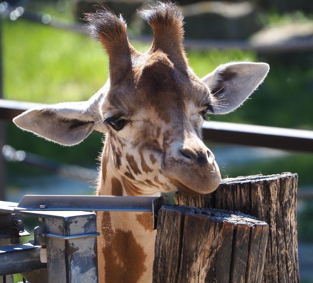 Kordofan giraffe (Giraffa camelopardalis antiquorum), 2021-06-01