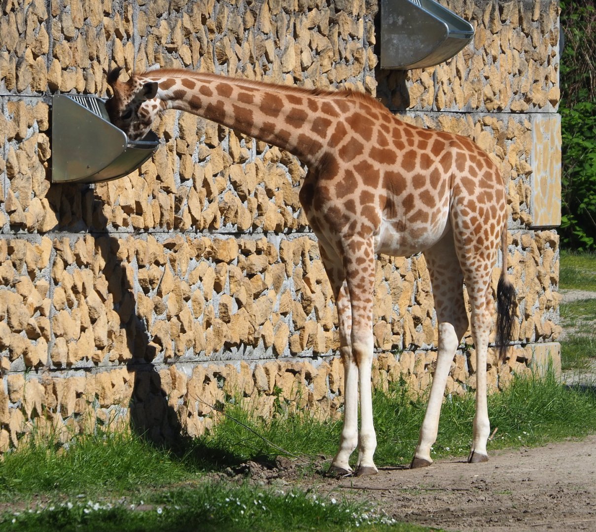 Kordofan giraffe (Giraffa camelopardalis antiquorum), 2021-06-01