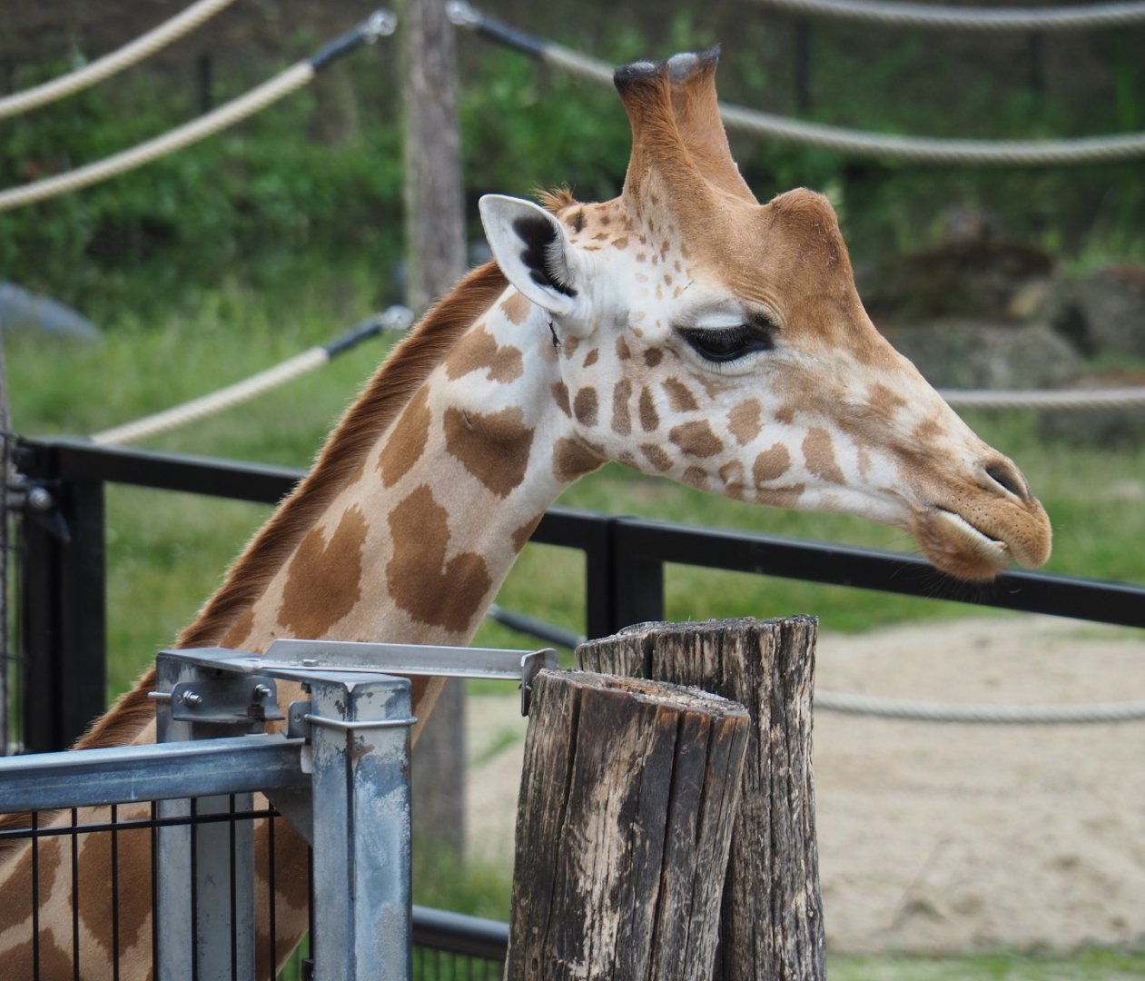 Kordofan giraffe (Giraffa camelopardalis antiquorum), 2021-07-03