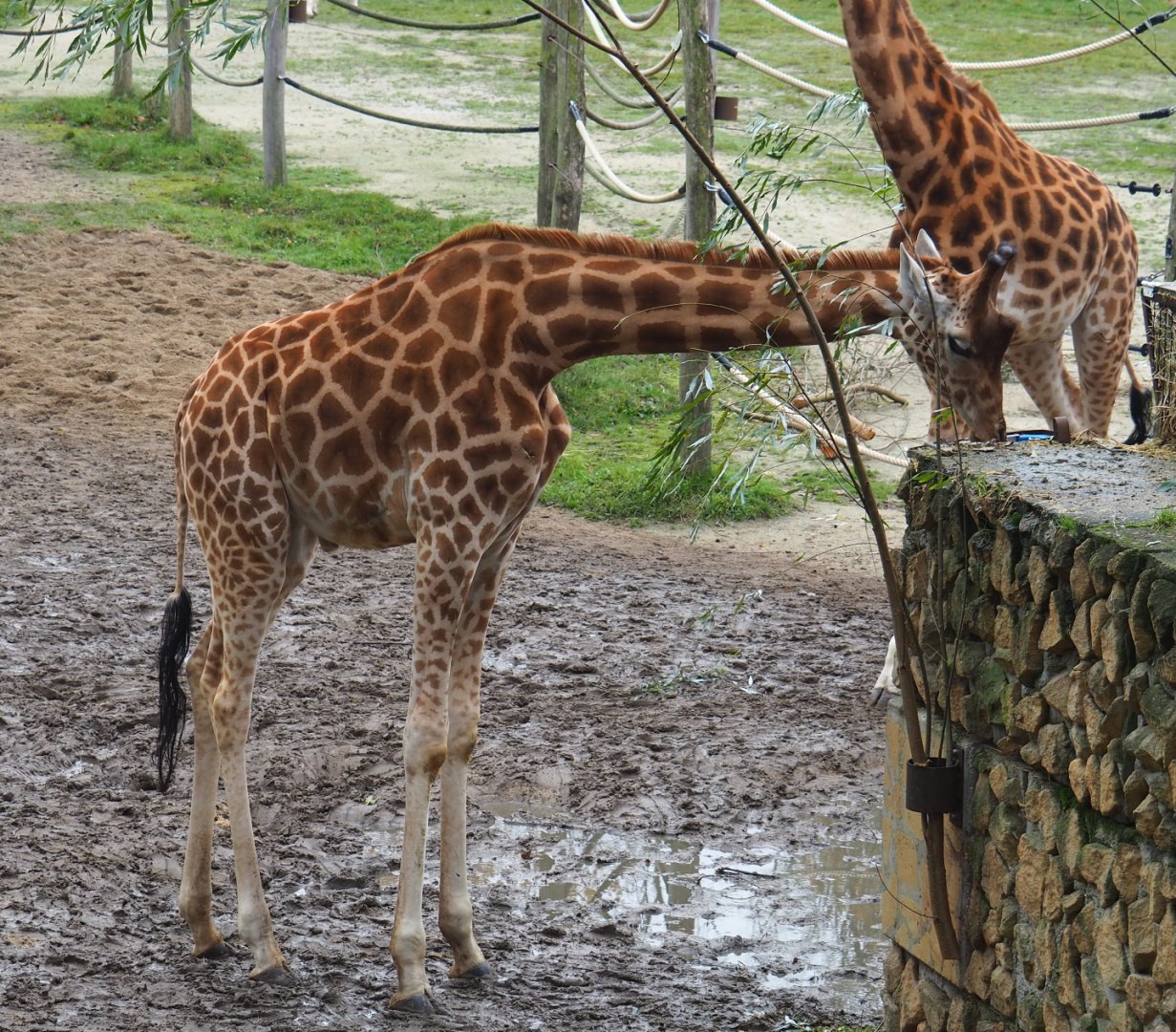 Kordofan giraffe (Giraffa camelopardalis antiquorum), 2021-11-06
