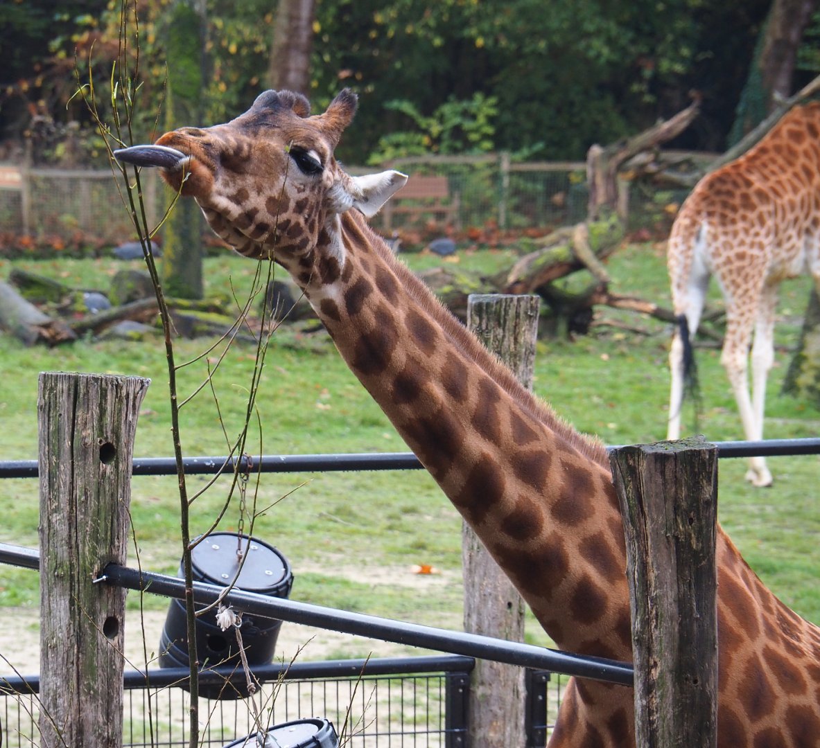 Kordofan giraffe (Giraffa camelopardalis antiquorum), 2021-11-06