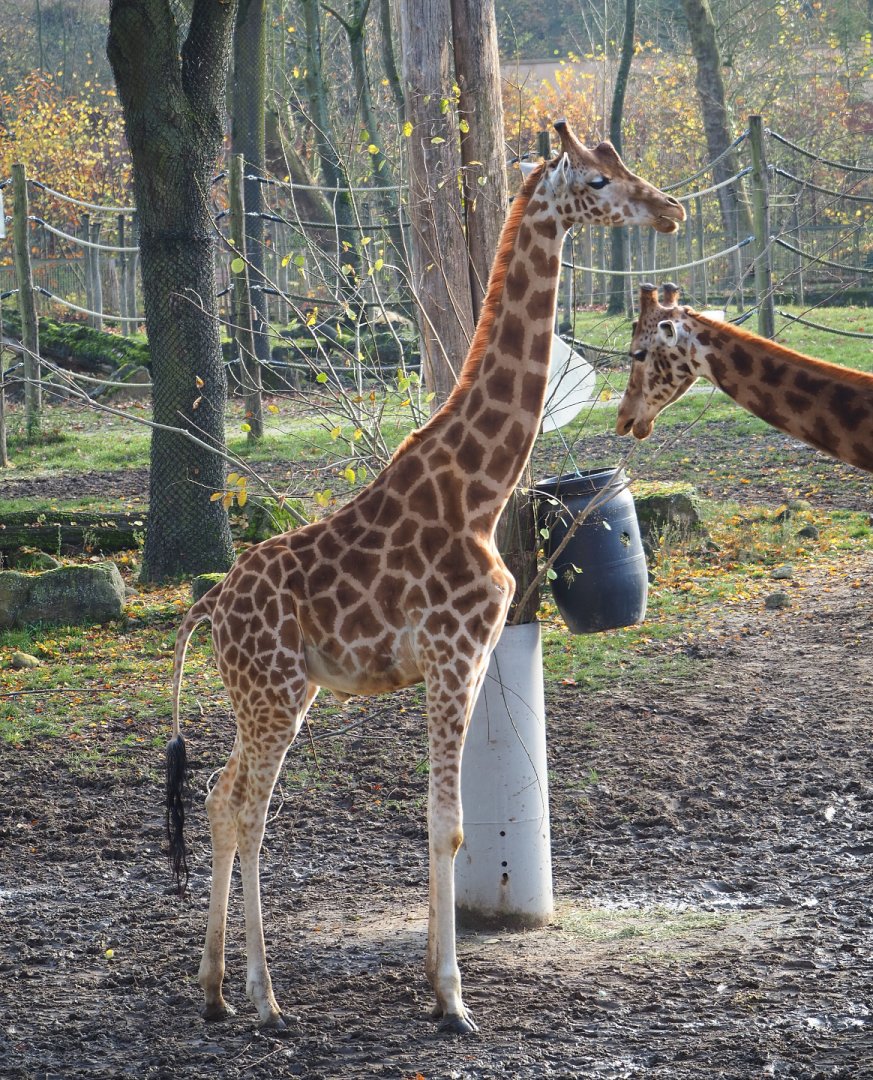 Kordofan giraffe (Giraffa camelopardalis antiquorum), 2021-11-23