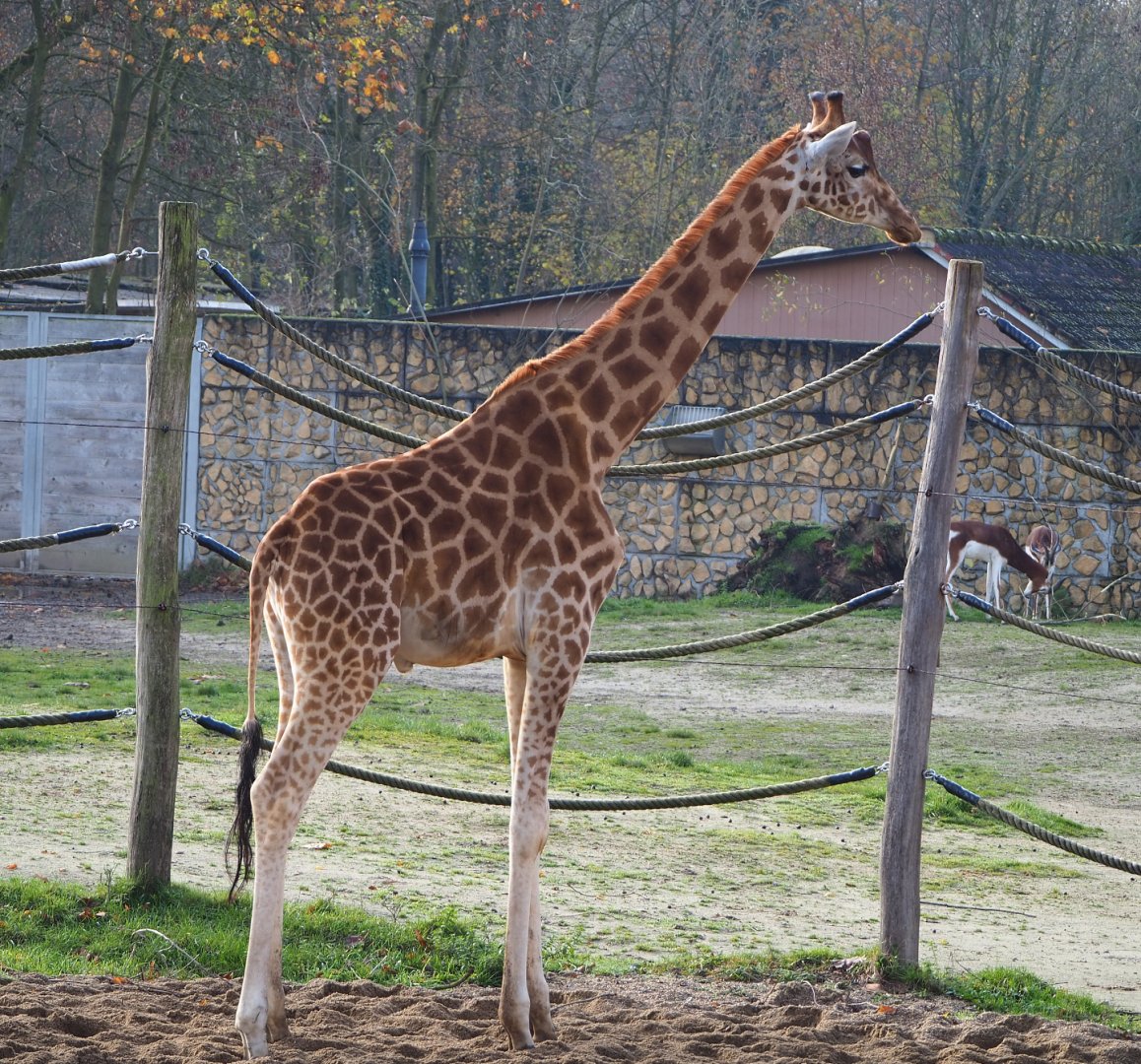 Kordofan giraffe (Giraffa camelopardalis antiquorum), 2021-11-23