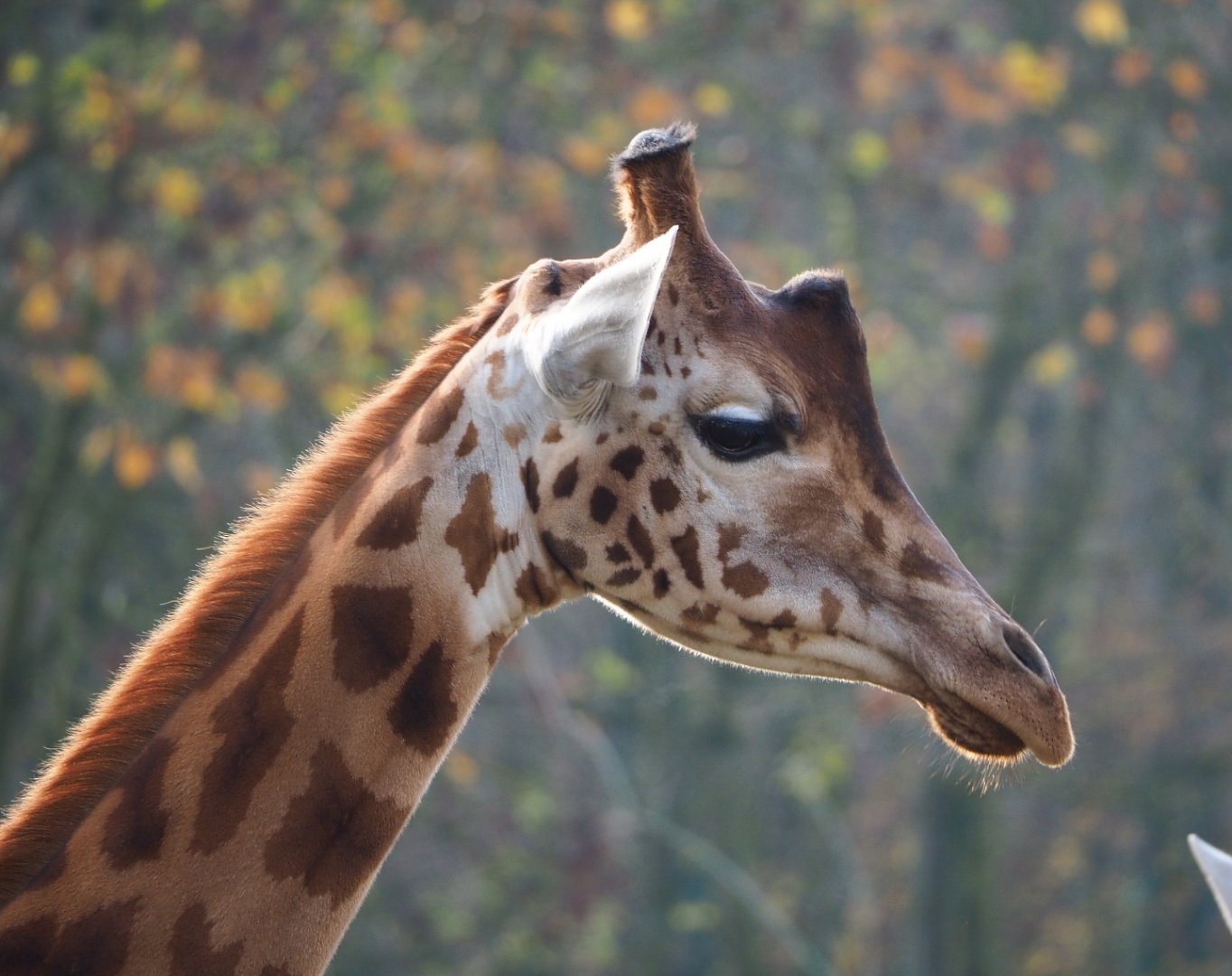 Kordofan giraffe (Giraffa camelopardalis antiquorum), 2021-11-23