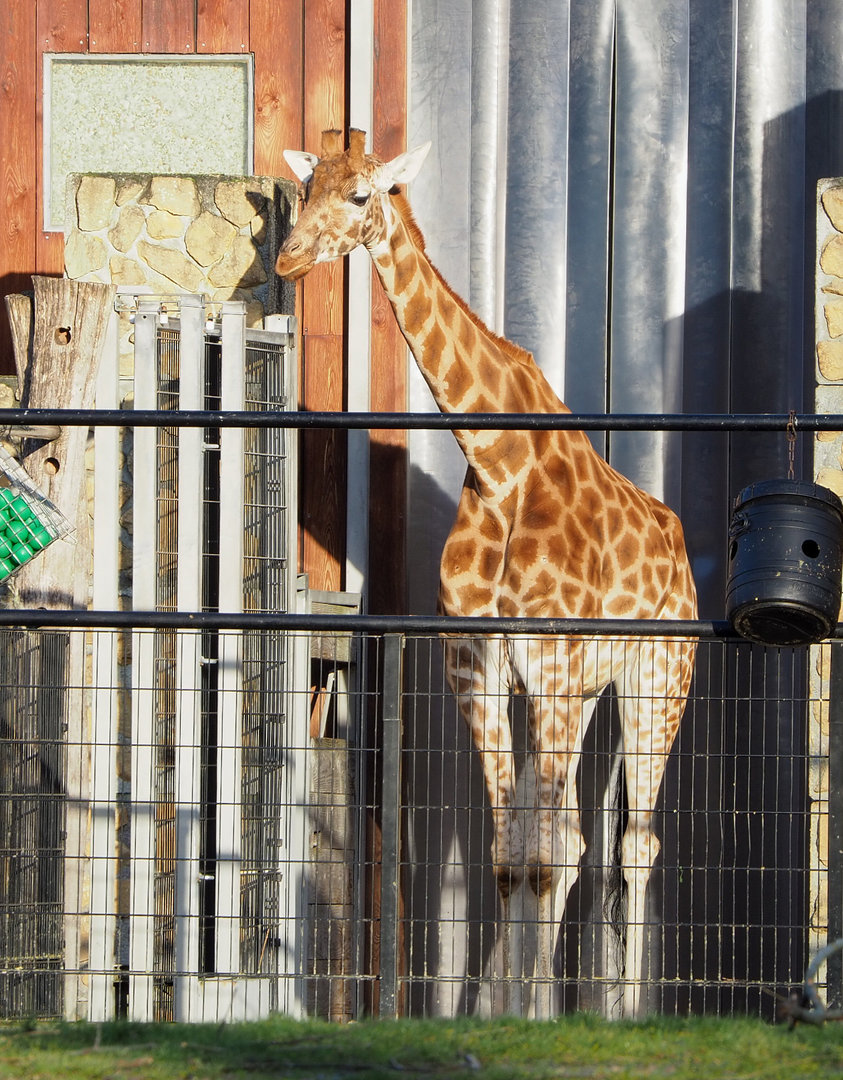 Kordofan giraffe (Giraffa camelopardalis antiquorum), 2022-01-02