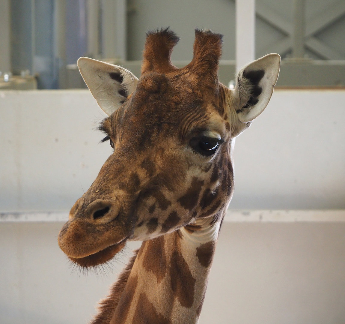 Kordofan giraffe (Giraffa camelopardalis antiquorum), 2022-02-12