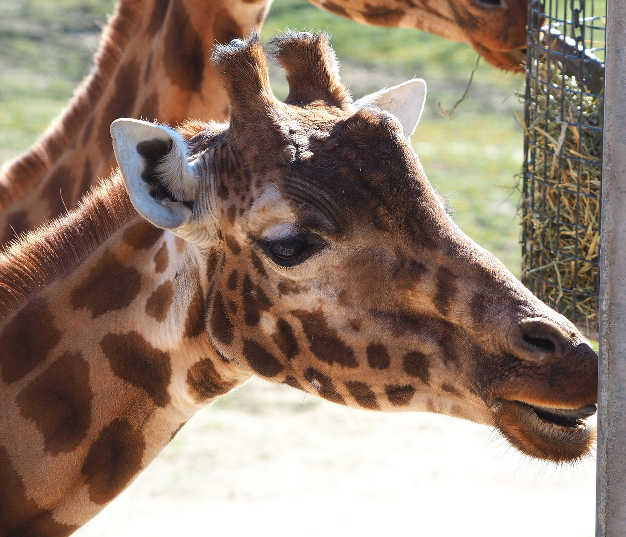 Kordofan giraffe (Giraffa camelopardalis antiquorum), 2022-03-08