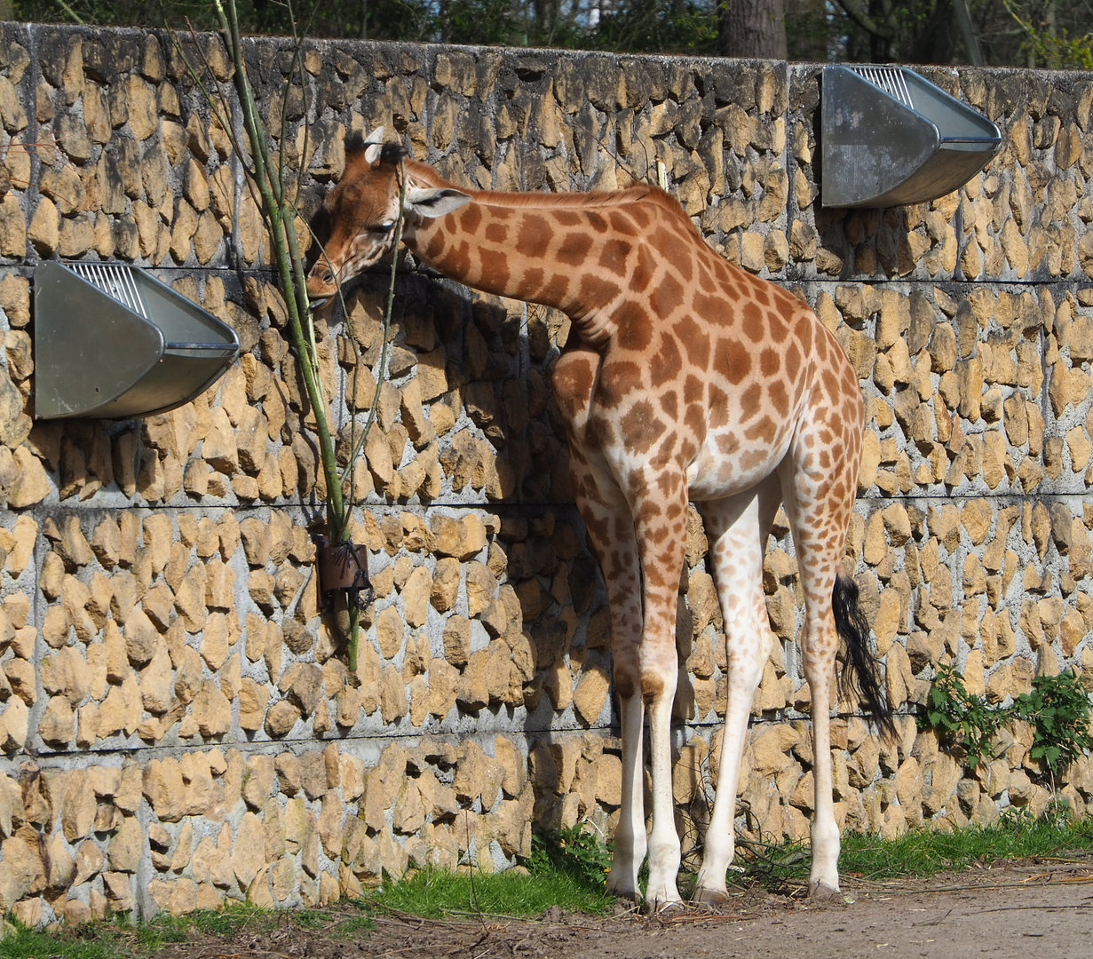 Kordofan giraffe (Giraffa camelopardalis antiquorum), 2022-04-12