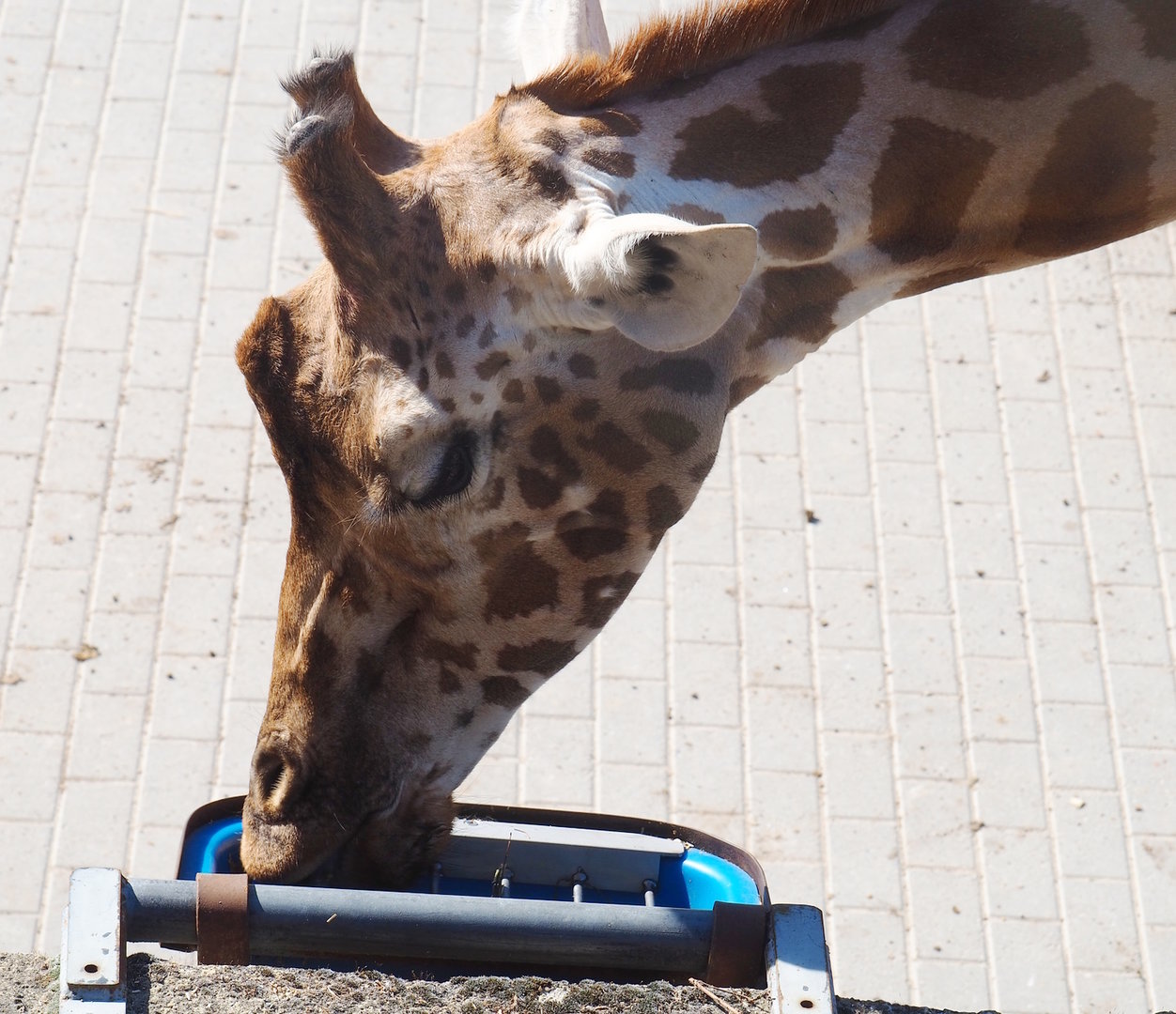 Kordofan giraffe (Giraffa camelopardalis antiquorum), 2022-08-07