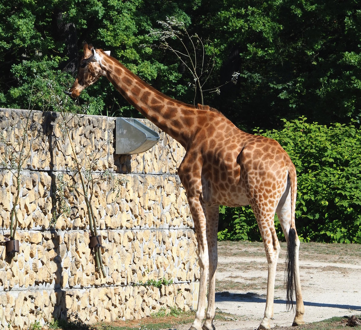 Kordofan giraffe (Giraffa camelopardalis antiquorum), 2022-08-07