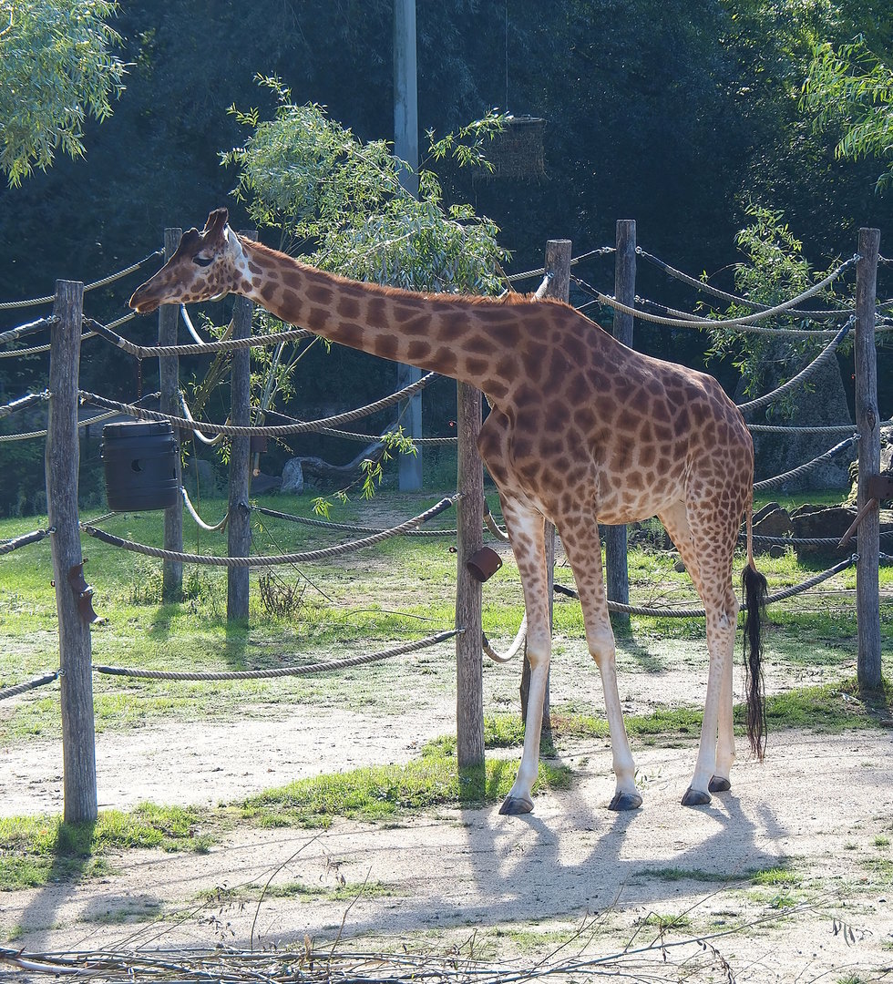 Kordofan giraffe (Giraffa camelopardalis antiquorum), 2022-09-12