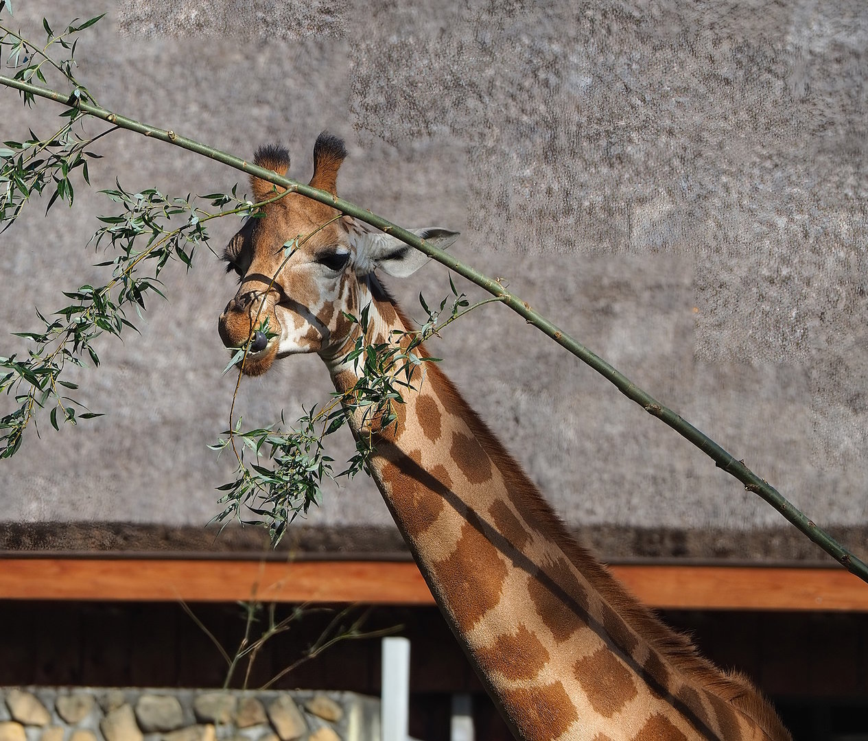Kordofan giraffe (Giraffa camelopardalis antiquorum), 2022-09-12