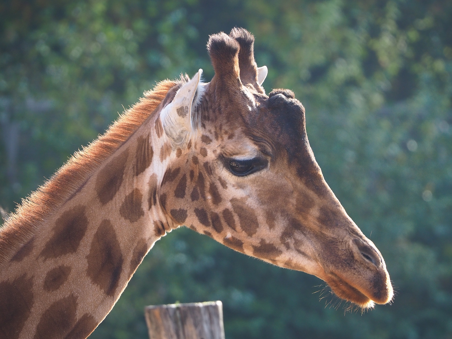 Kordofan giraffe (Giraffa camelopardalis antiquorum), 2022-10-19