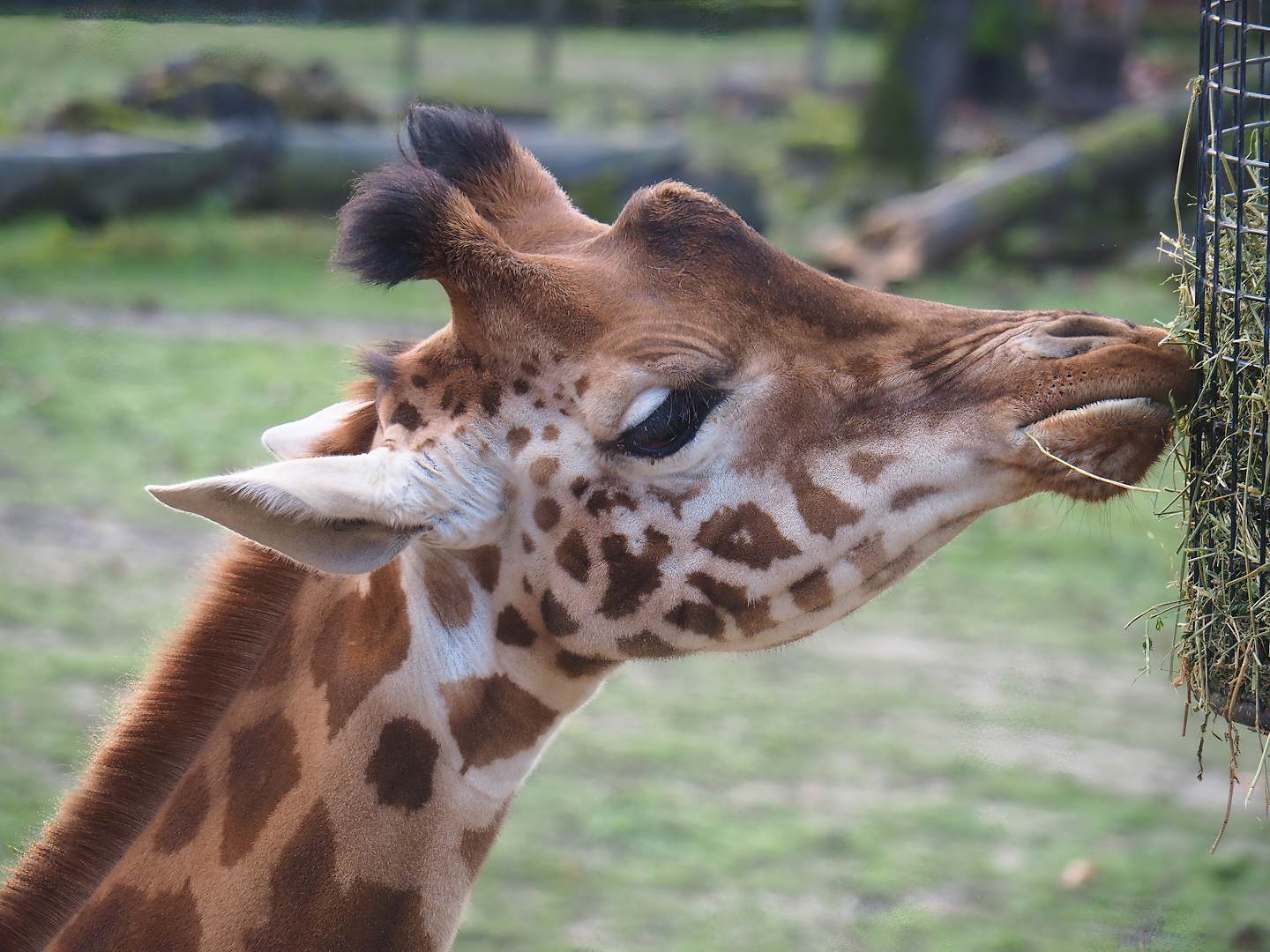 Kordofan giraffe (Giraffa camelopardalis antiquorum), 2022-12-27