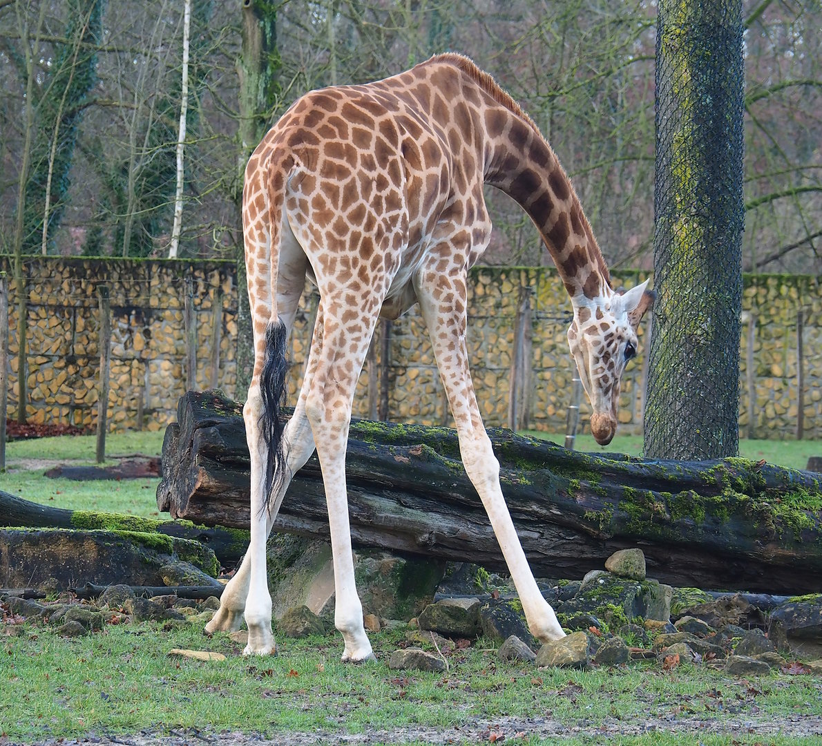 Kordofan giraffe (Giraffa camelopardalis antiquorum), 2022-12-27