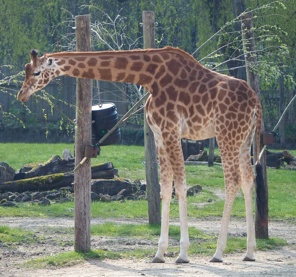 Kordofan giraffe (Giraffa camelopardalis antiquorum), 2023-04-18