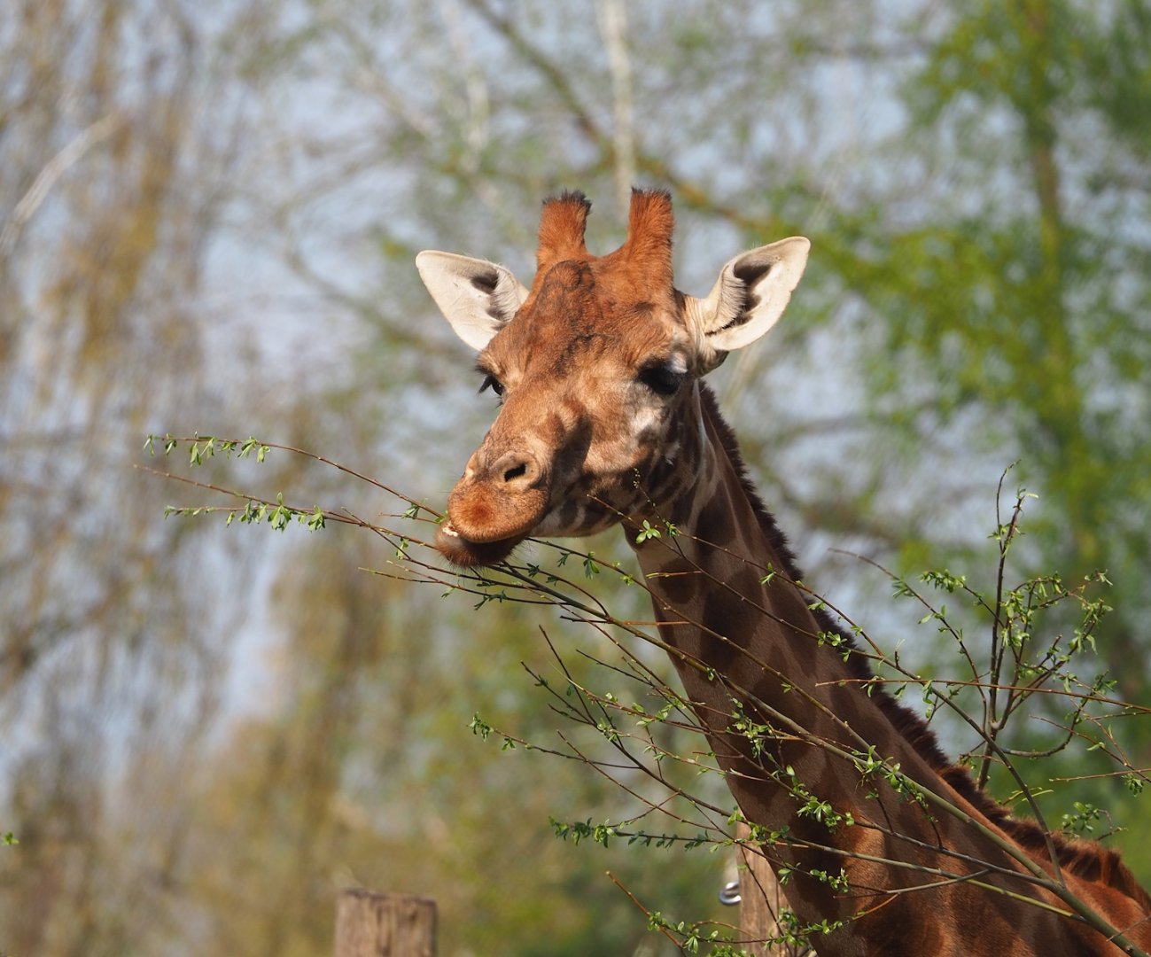 Kordofan giraffe (Giraffa camelopardalis antiquorum), 2023-04-18