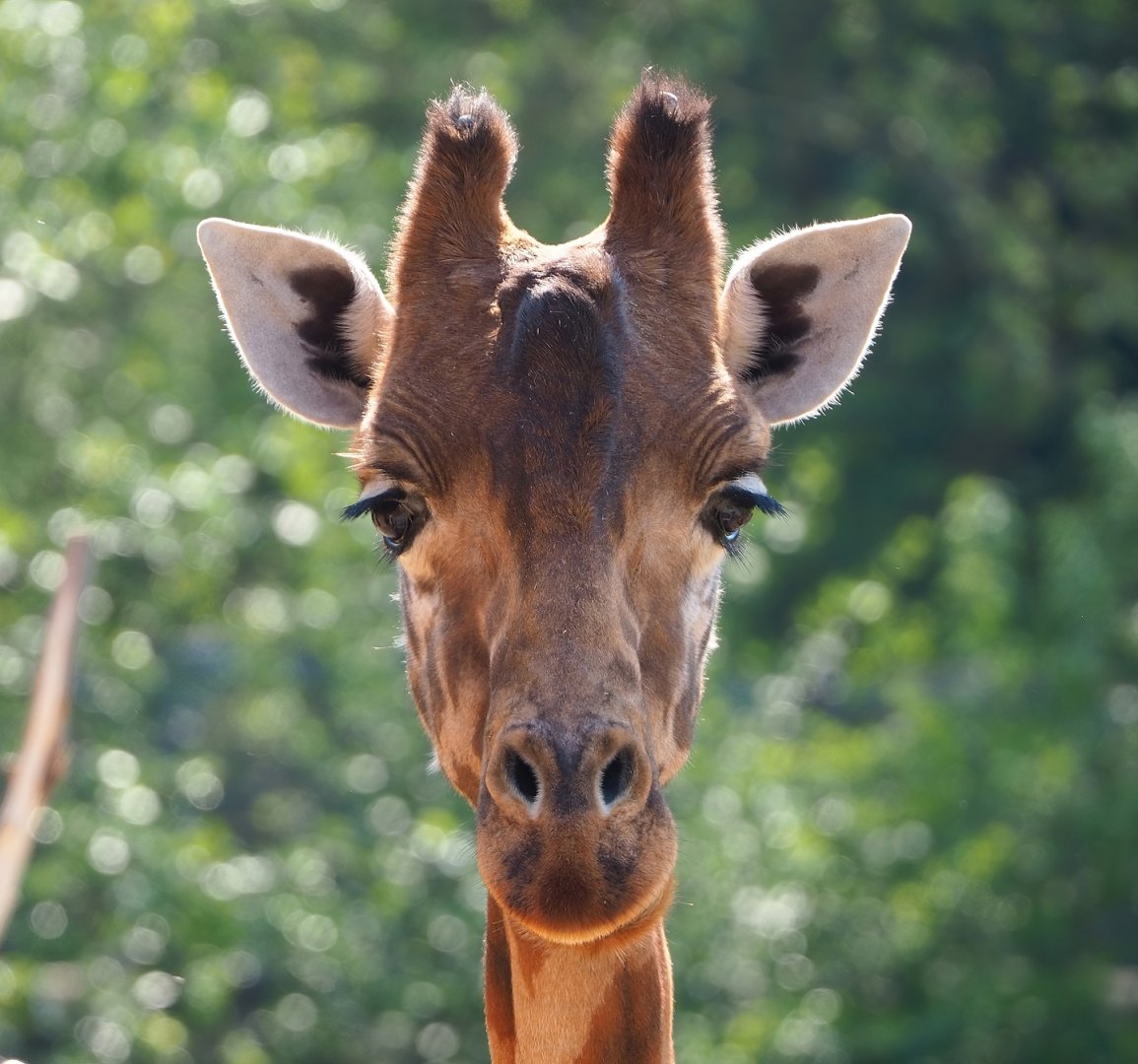 Kordofan giraffe (Giraffa camelopardalis antiquorum), 2023-05-13