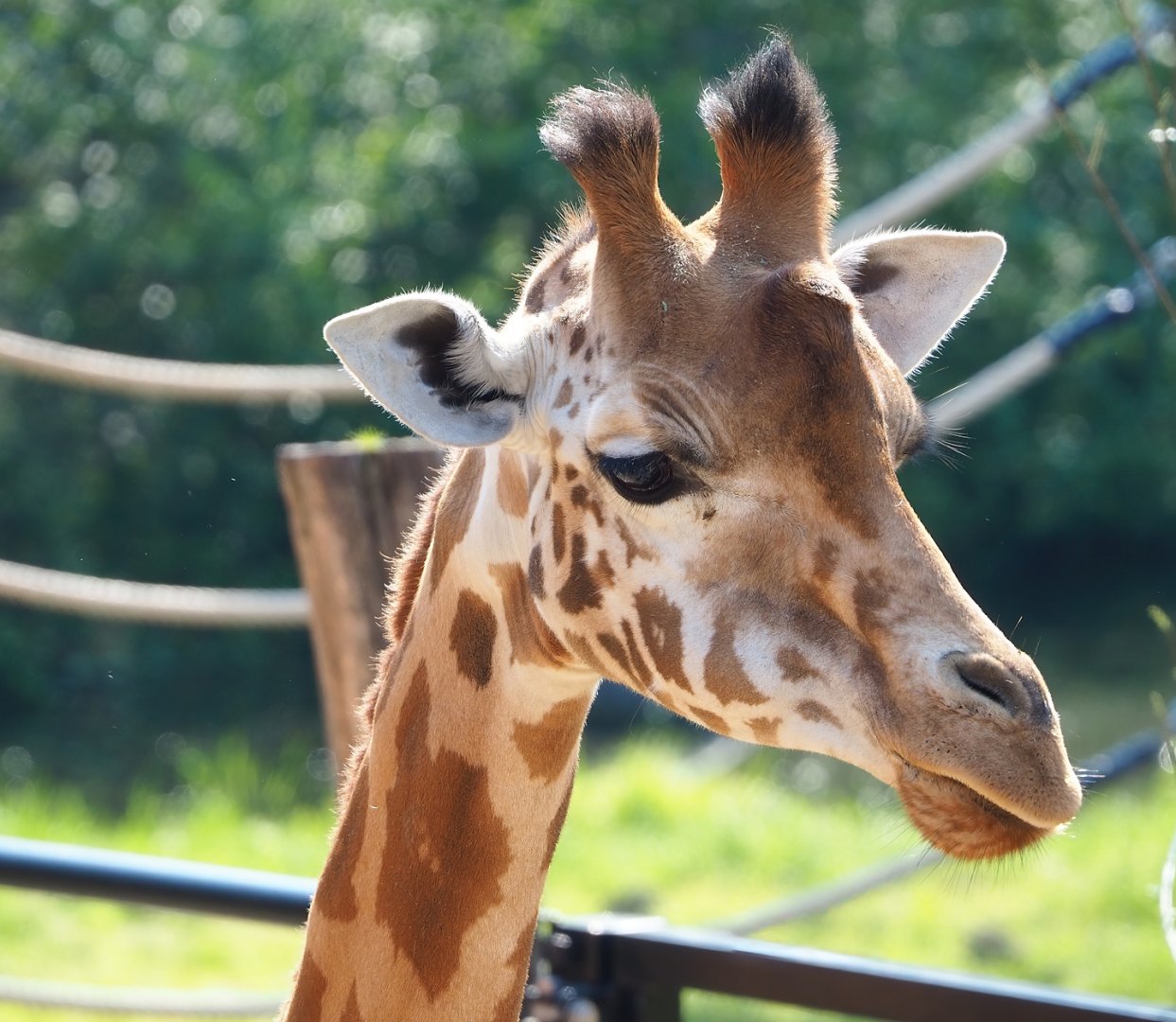 Kordofan giraffe (Giraffa camelopardalis antiquorum), 2023-05-13