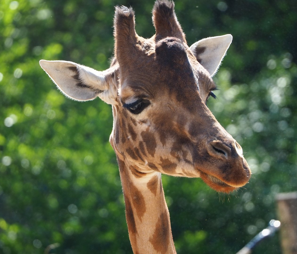 Kordofan giraffe (Giraffa camelopardalis antiquorum), 2023-06-04