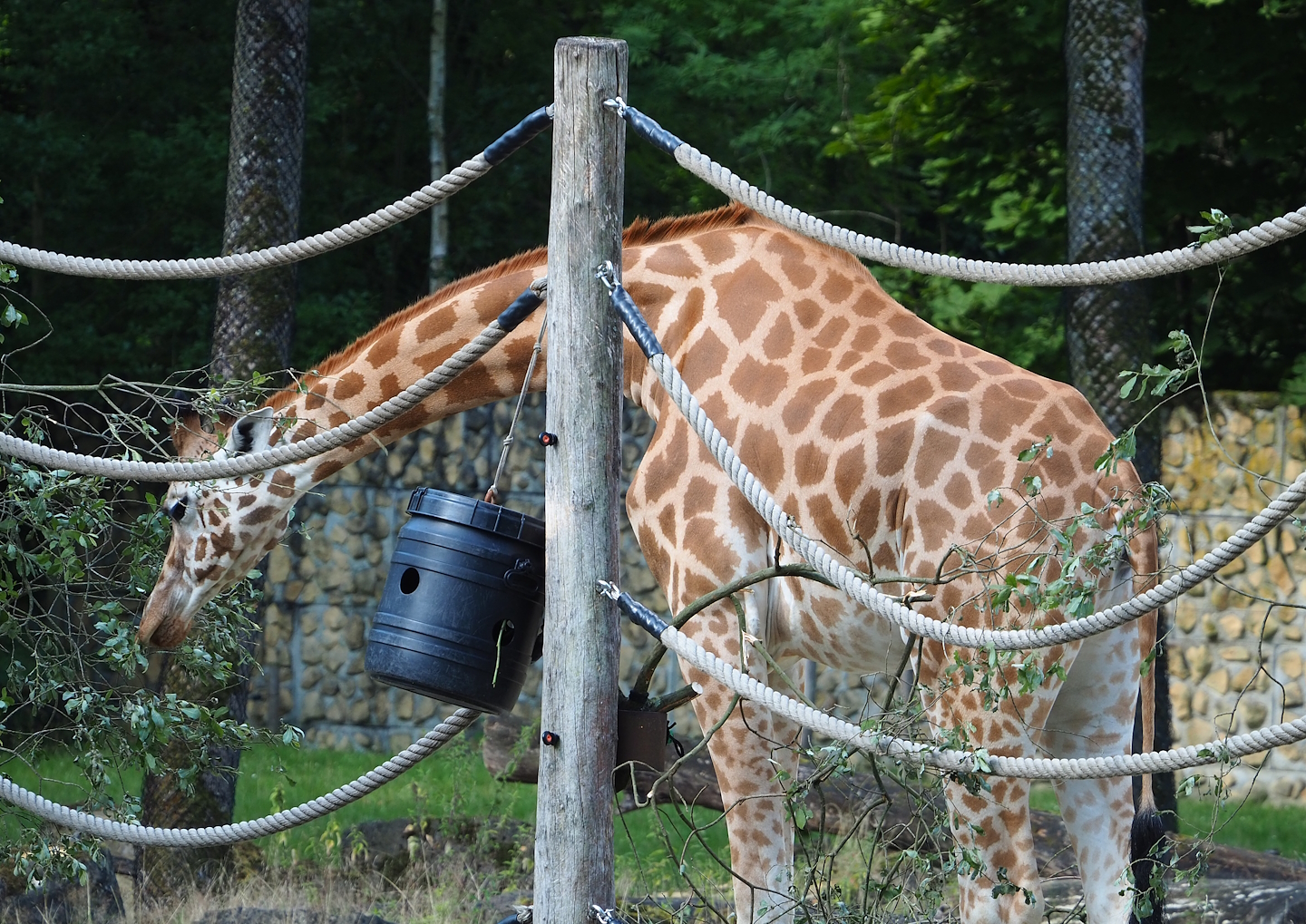 Kordofan giraffe (Giraffa camelopardalis antiquorum), 2023-07-26