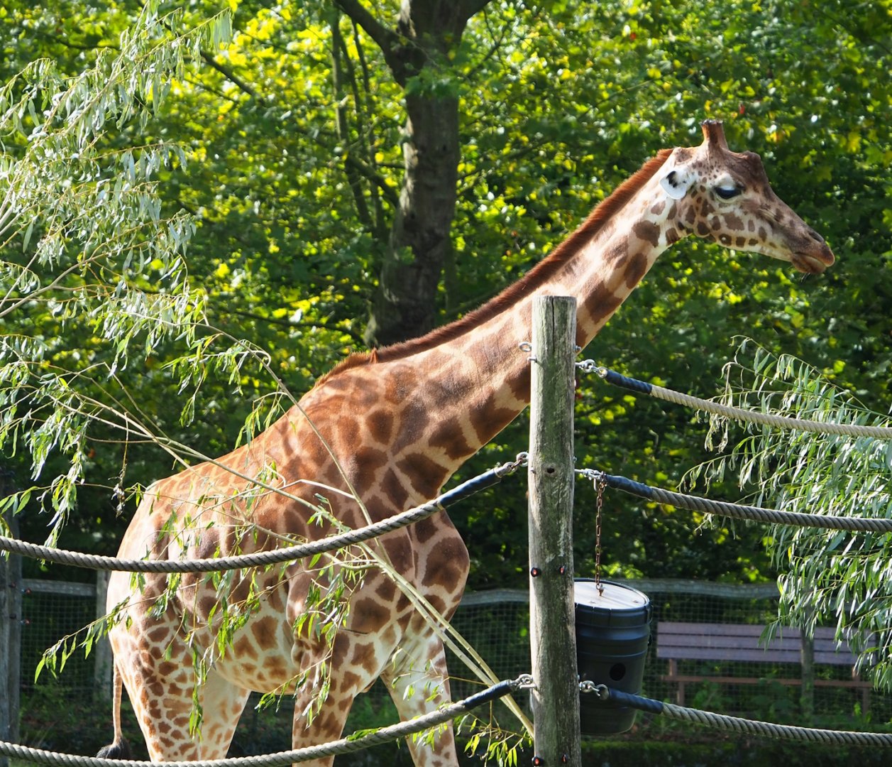 Kordofan giraffe (Giraffa camelopardalis antiquorum), 2023-09-19