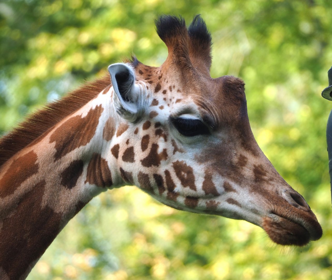 Kordofan giraffe (Giraffa camelopardalis antiquorum), 2023-09-19