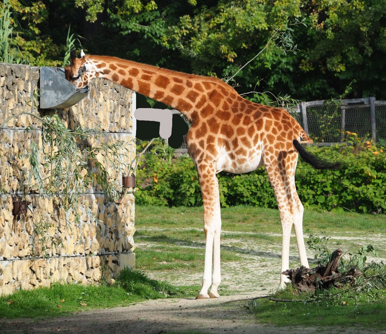 Kordofan giraffe (Giraffa camelopardalis antiquorum), 2023-10-04