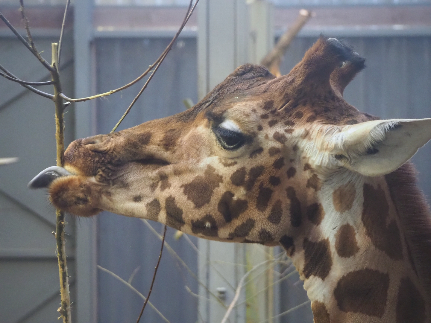 Kordofan giraffe (Giraffa camelopardalis antiquorum), 2024-01-01