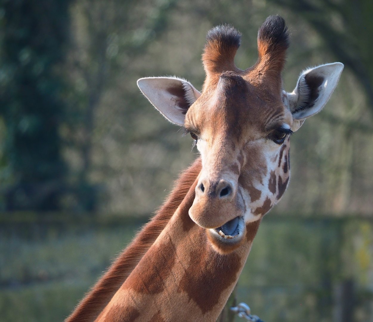 Kordofan giraffe (Giraffa camelopardalis antiquorum), 2024-03-04