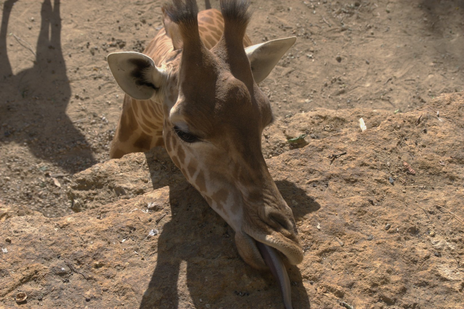 Kordofan Giraffe (Giraffa camelopardalis antiquorum), 27-08-25