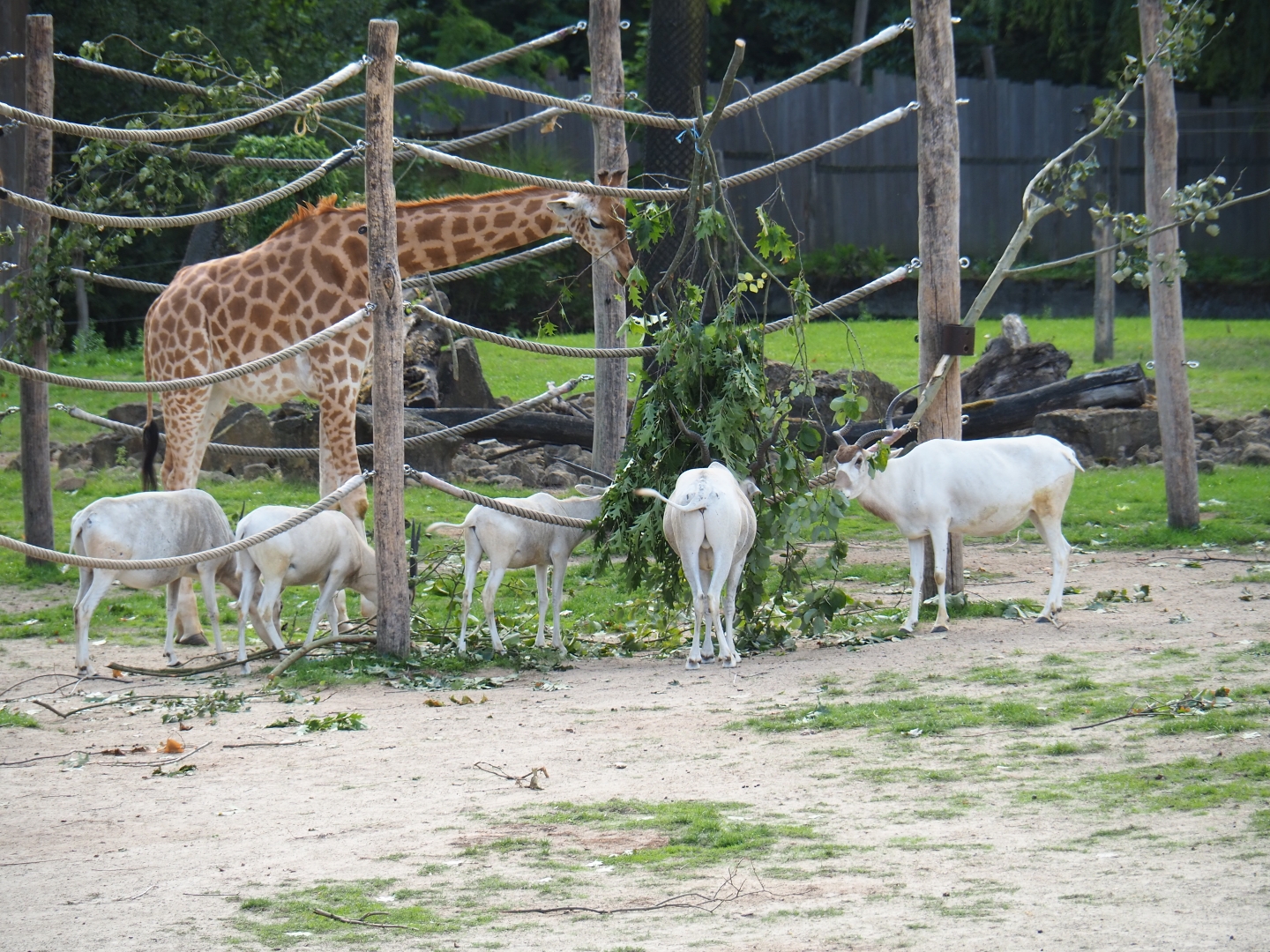 Kordofan giraffe (Giraffa camelopardalis antiquorum) and addax (Addax nasomaculatus) feeding on browse