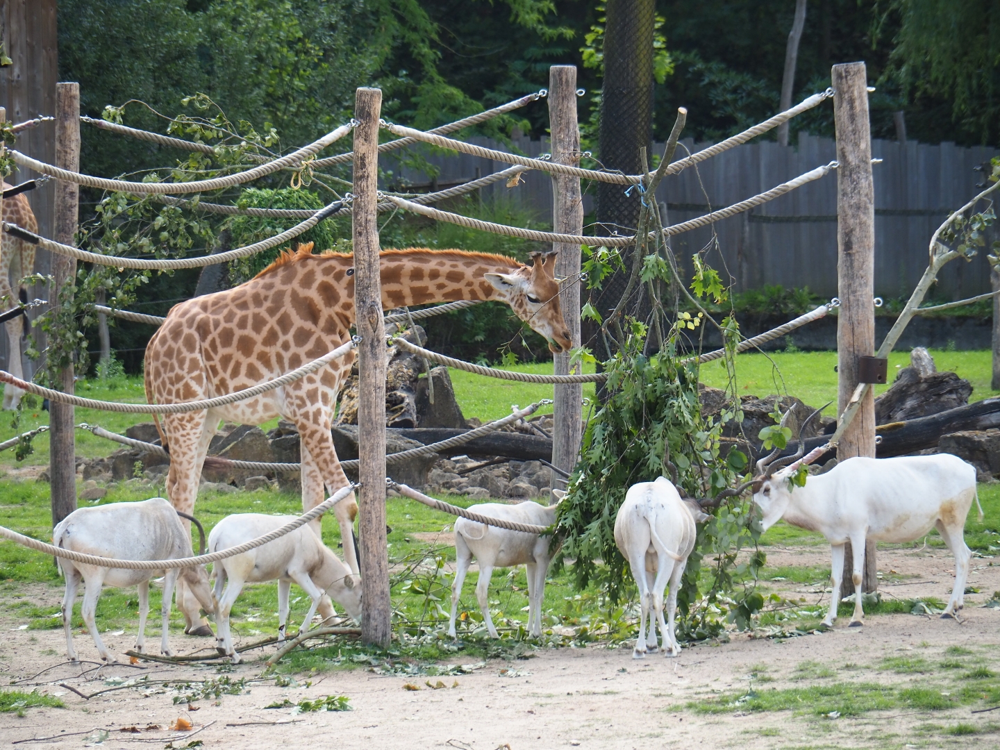 Kordofan giraffe (Giraffa camelopardalis antiquorum) and addax (Addax nasomaculatus) feeding on browse
