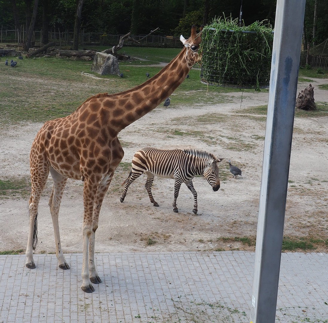 Kordofan giraffe (Giraffa camelopardalis antiquorum) and Hartmann's mountain zebra (Equus zebra hartmannae), 2022-07-16