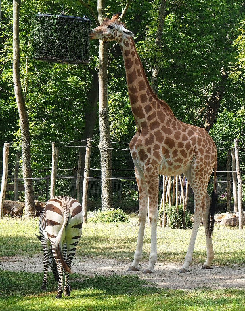 Kordofan giraffe (Giraffa camelopardalis antiquorum) and Hartmann's mountain zebra (Equus zebra hartmannae), 2022-07-16