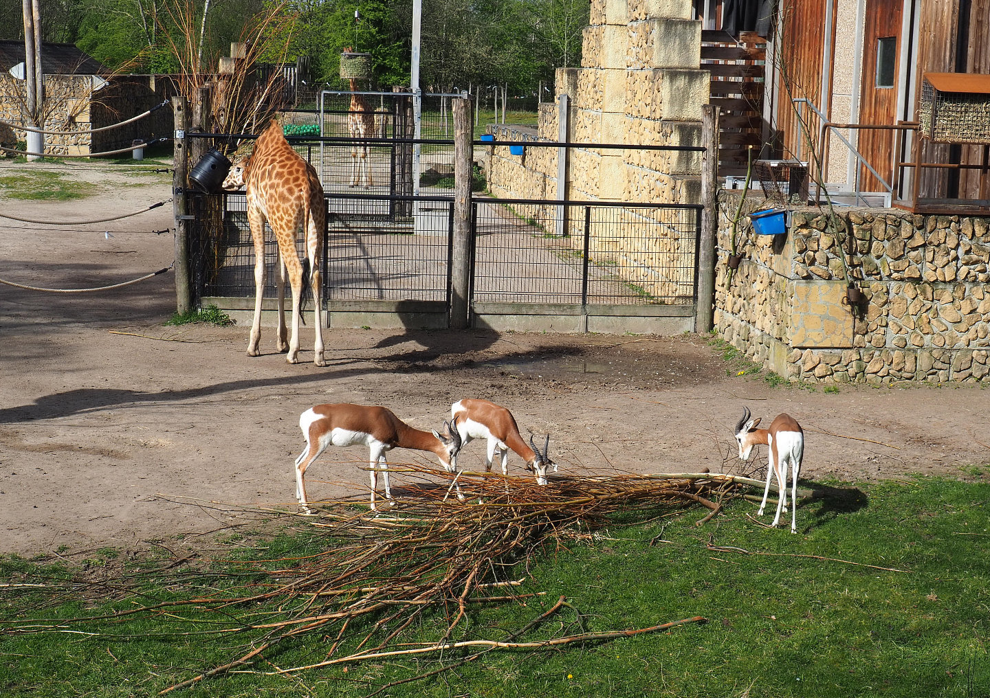Kordofan giraffe (Giraffa camelopardalis antiquorum) and Mhorr gazelles (Nanger dama mhorr), 2022-04-12