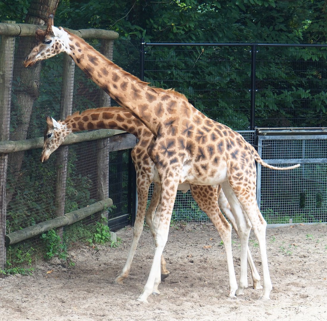 Kordofan giraffe (Giraffa camelopardalis antiquorum) and Rothschild's giraffe paddock (G. c. rothschildi) during a neck fight, 2023-08-17